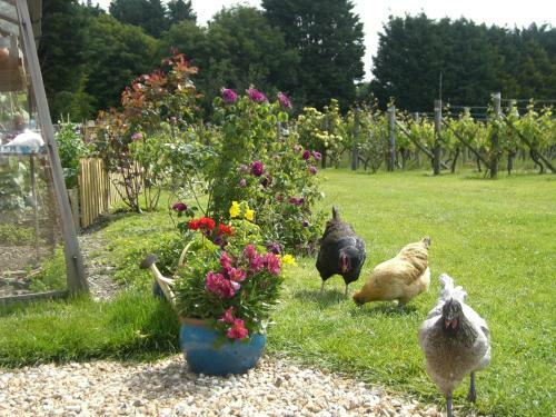 Bed & Breakfast Glyndwr Vineyard