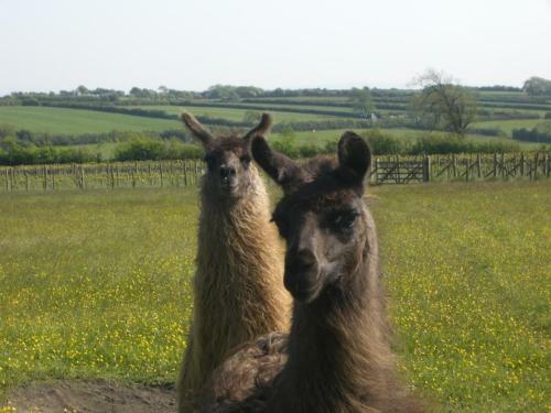 Bed & Breakfast Glyndwr Vineyard