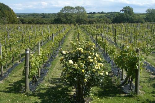Bed & Breakfast Glyndwr Vineyard