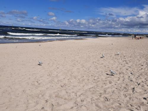 Apartament Maja Zielone Tarasy Ko?obrzeg