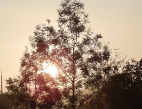 Tripthrill Coorg Misty Home