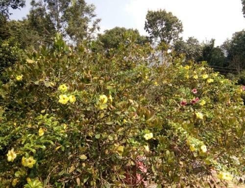 Tripthrill Coorg Misty Home