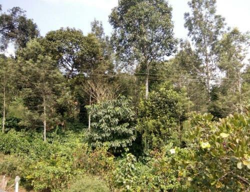 Tripthrill Coorg Misty Home