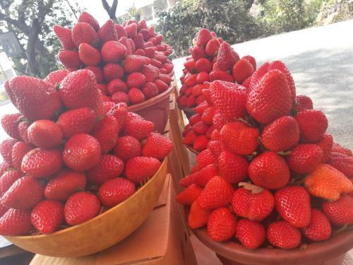 Berryfresh
