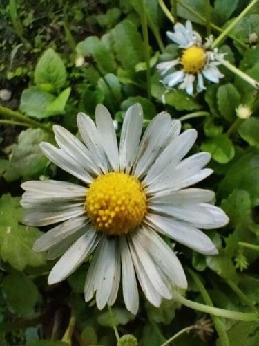 Shaktivilla