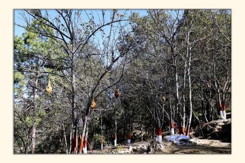 Hotel The Ranikhet Continental