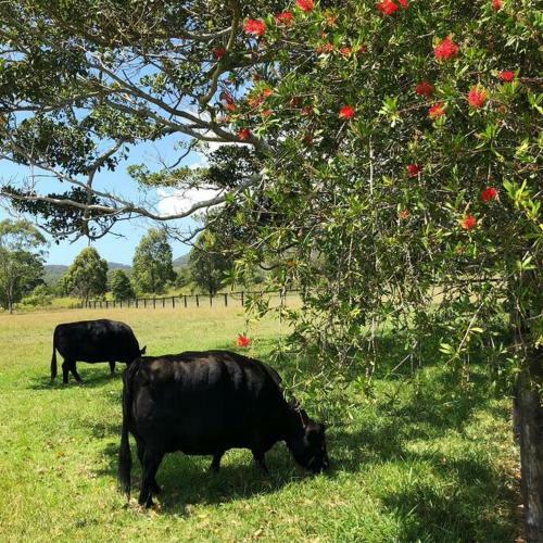 Katandra Homestead: Old World Charm On Wallis Lake