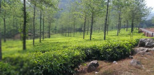 Spice Cottage Homestay