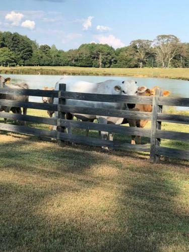 Country Delight