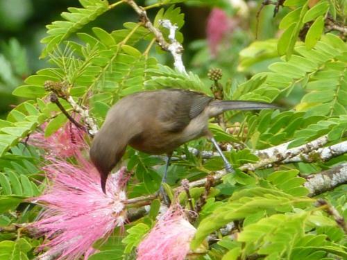 Daintree Holiday Homes - The Folly