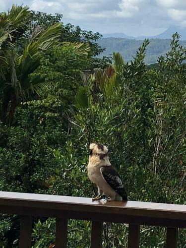 Daintree Valley Cottage