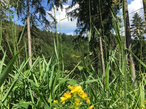Apartamento Ferienwohnung Hahnenklee 5/138