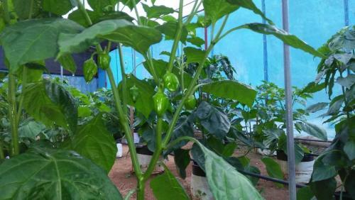 Hostal Green Spice Garden