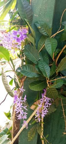 Bed & Breakfast Mandara Rest