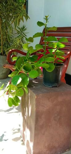 Bed & Breakfast Mandara Rest