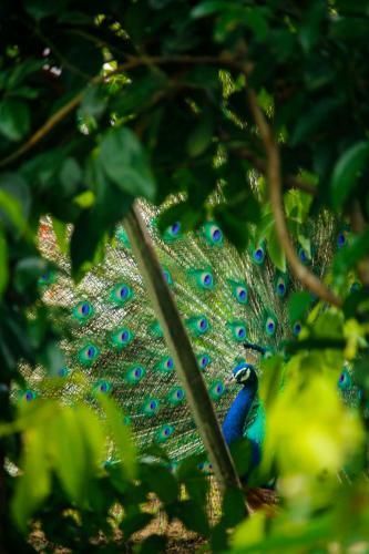 Villa Peacock Heaven