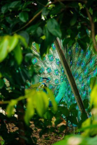Villa Peacock Heaven