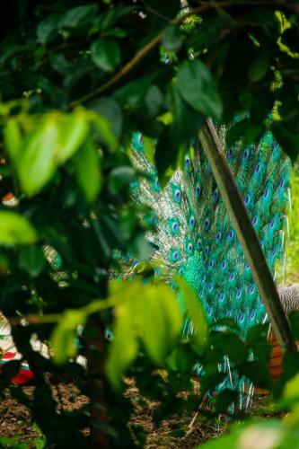Villa Peacock Heaven