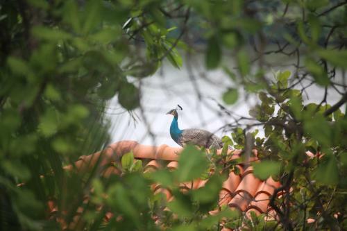 Treehouse Villas Hikkaduwa