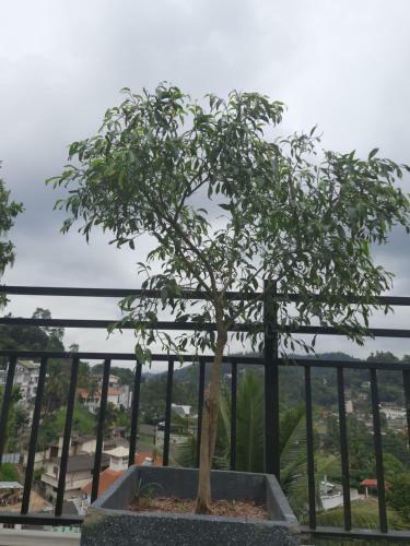 Bed & Breakfast Kandy Leisure Point