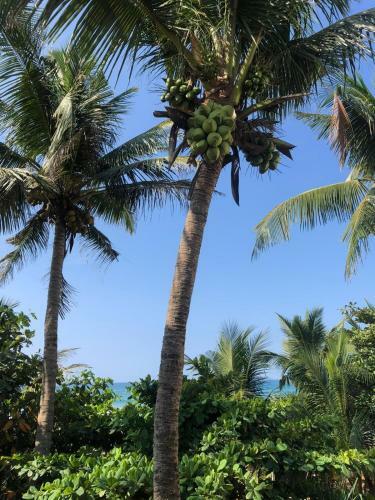 Hotel Ocean Breeze Villa