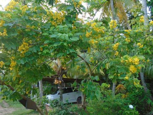 Apartamento Tropical Dream