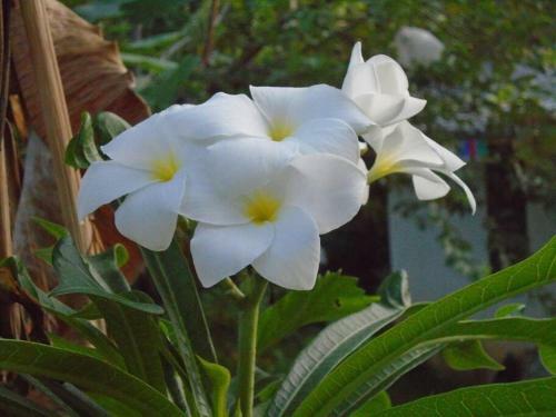 Apartamento Tropical Dream