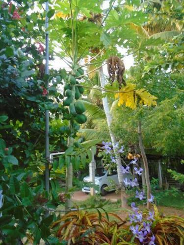 Apartamento Tropical Dream
