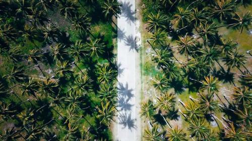 Point F Siargao