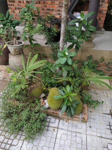 Bed & Breakfast Q' Garden Homestay Villa
