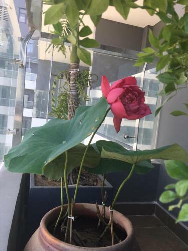 Apartamento Monarchy B?o Trung