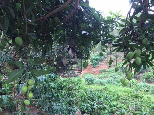 Agroturismo Ovi Coffee Farmstay ?� L?t