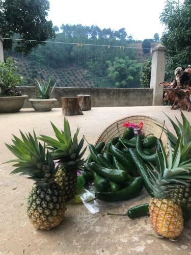 Agroturismo Ovi Coffee Farmstay ?� L?t