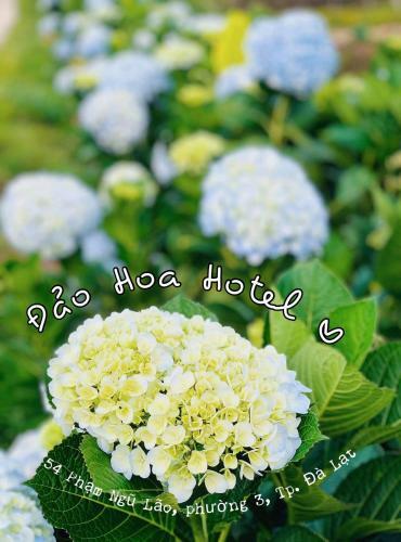 ??o Hoa Hotel