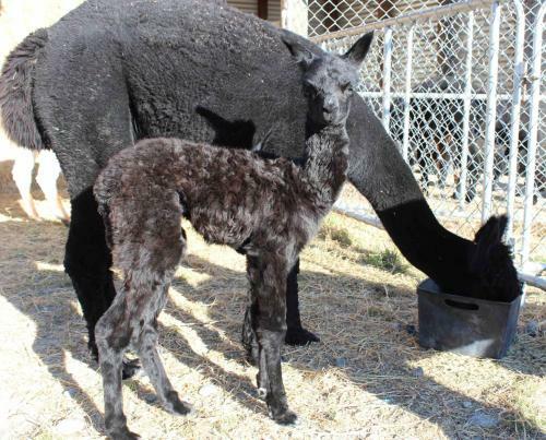 Bed & Breakfast Gallin Farm Alpacas And Farmstay