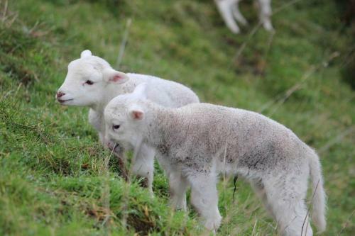 Bed & Breakfast Gallin Farm Alpacas And Farmstay