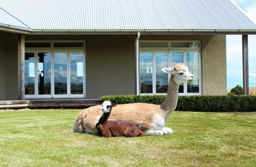 Bed & Breakfast Gallin Farm Alpacas And Farmstay