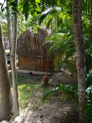 Bed & Breakfast Los Jardines de Ixchel Casa Luna