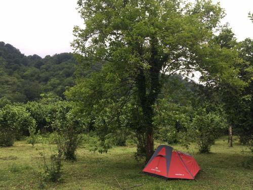 Dumbo Eco Camp