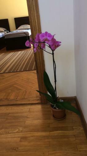 Hostal Cozy Guest House In Old Batumi