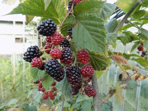 Agrogarden Batumi