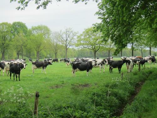 B&B Kleintje Eleveld