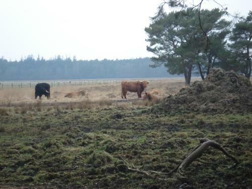B&B De Eikenhorst