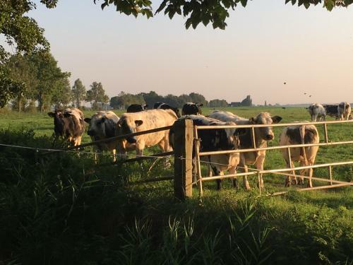 Bed & Breakfast Hemeltjelief Bij Caro