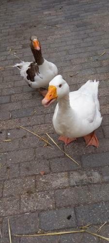 't Vosje