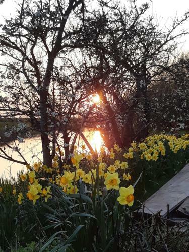 Iris't; Dijkhuisje In de Polders Van Groede.
