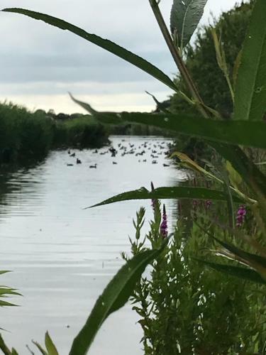 Iris't; Dijkhuisje In de Polders Van Groede.