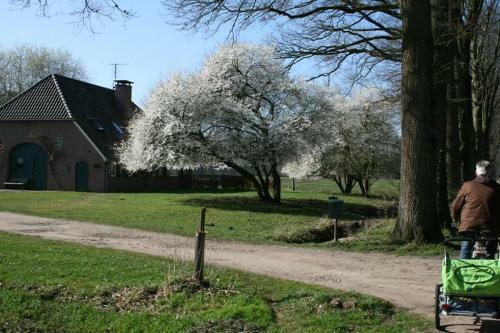 Calluna151