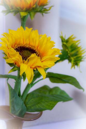 B&B Overnachting De Margriet