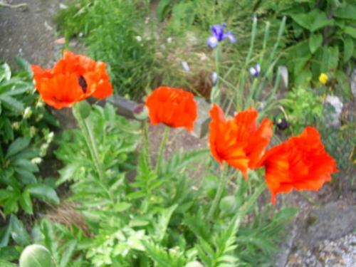 Bed & Breakfast Helstone House